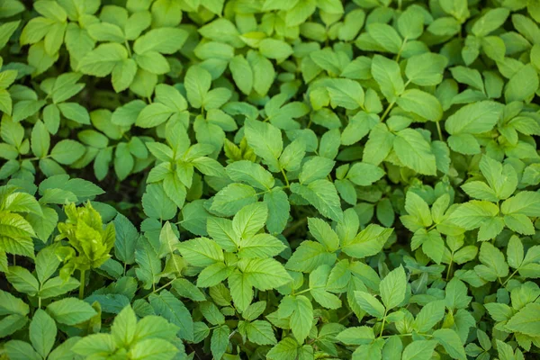 Зеленая текстура растения — стоковое фото