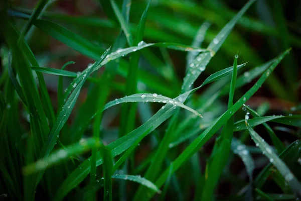 Feuille verte avec gouttes d'eau. — Photo