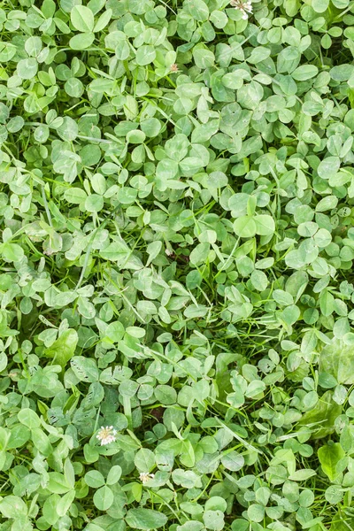 Зеленая текстура травы — стоковое фото