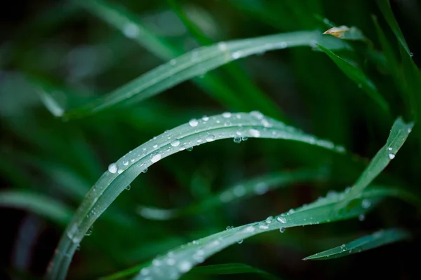Green leaf with water drops. — Stock Photo, Image