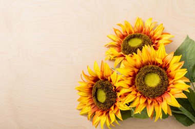 Ayçiçeği. Hafif bir arka plan üzerinde. Parlak çiçekler. buket. Hediye. Tasarımlarınız için