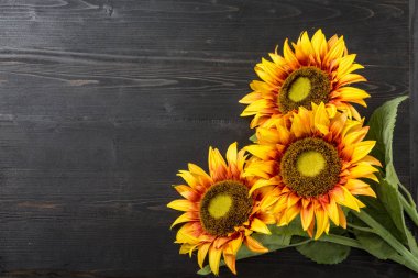 Ayçiçeği. Karanlık bir arka plan üzerinde. Parlak çiçekler. buket. Hediye. Tasarımlarınız için