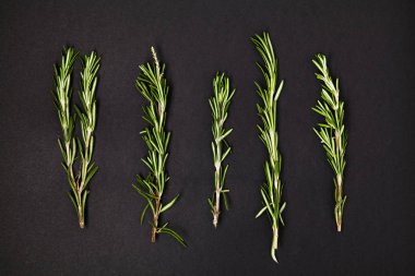 Yararlı otlar. Rosemary. Güzel kokulu. Yeşil. Tazelik. Tasarımlarınız için. İzole.