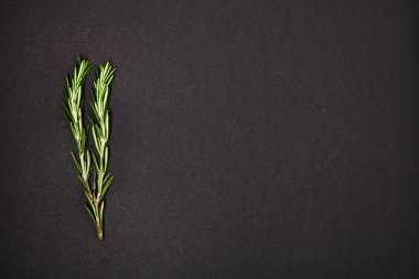 Yararlı otlar. Rosemary. Güzel kokulu. Yeşil. Tazelik. Tasarımlarınız için. İzole.