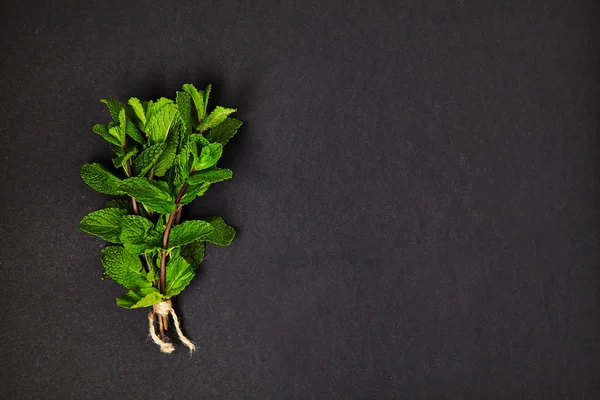 Useful herbs. Mint. Fragrant. Green. Freshness. For your design. Isolated.