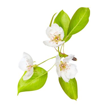 Yaprak. Çiçekler Apple. Yeşil. Bahar. Beyaz arka plan üzerinde izole. tasarımlarınız için. Bir nesne.