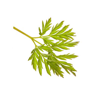 Yaprak. Yeşil. Bahar. Beyaz arka plan üzerinde izole. tasarımlarınız için. Bir nesne.