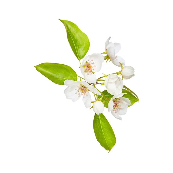 Feuille. Fleurs de pomme. Vert. Le printemps. Isolé sur fond blanc. pour votre design. Un objet . — Photo