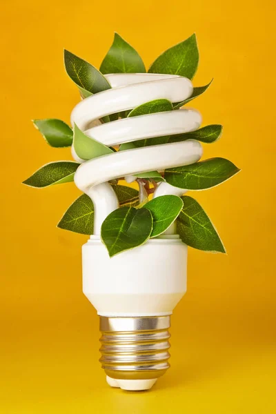 Energiebesparende gloeilamp met groen blad geïsoleerd op kleur achtergrond. Sluiten.. — Stockfoto