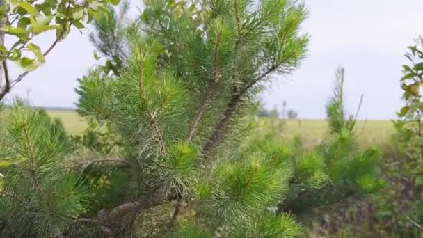 Grüne Bäume mit Blättern im Wind auf dem Feld. Sommer. — Stockvideo