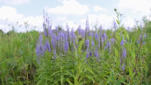 Feche flores roxas com folha verde. Verão. Ao ar livre . — Vídeo de Stock