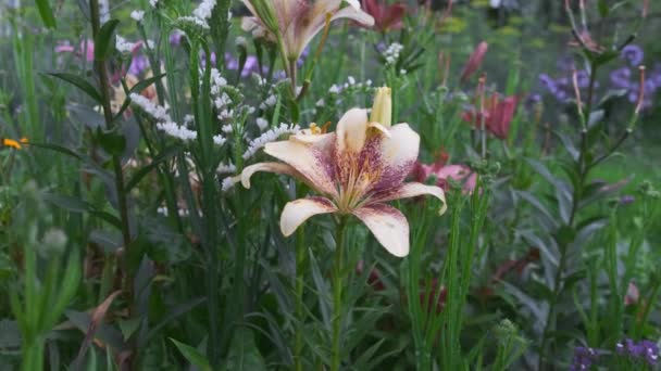 Gros plan vidéo d'un beau lis rose dans un jardin verdoyant. Été . — Video