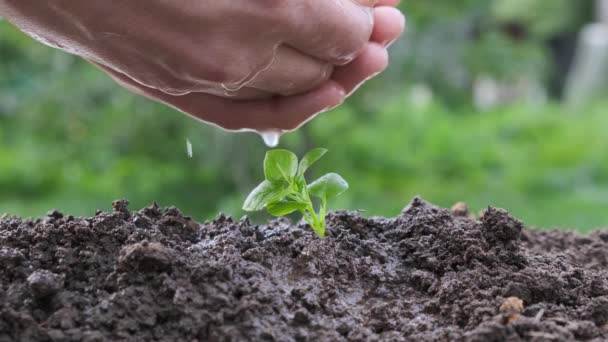 Mužská ruka zalévání mladé rostliny na zeleném pozadí, výsadba semen. Zavřít. — Stock video