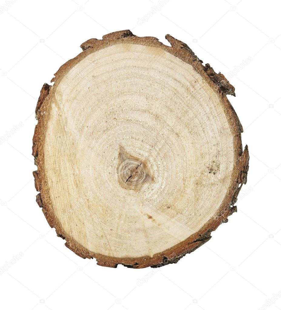 Cross section of tree trunk isolated on white background. Close up.