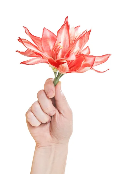 Hand hält rote Blume isoliert auf weißem Hintergrund. Nahaufnahme — Stockfoto