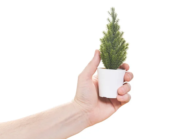 Hand hält Weihnachtsbaum isoliert auf weißem Hintergrund. Nahaufnahme. — Stockfoto