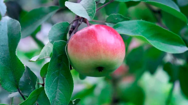 Roter Apfel und grüne Blätter am Baum im Garten. — Stockfoto