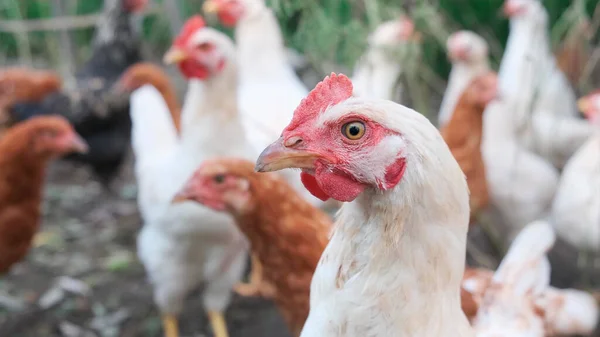 Chicken at farm in countryside. Outdoor. Close up. — Stock Photo, Image