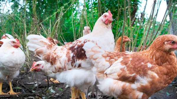 Kakas csirke a gazdaságban természetes zöld háttér. — Stock Fotó