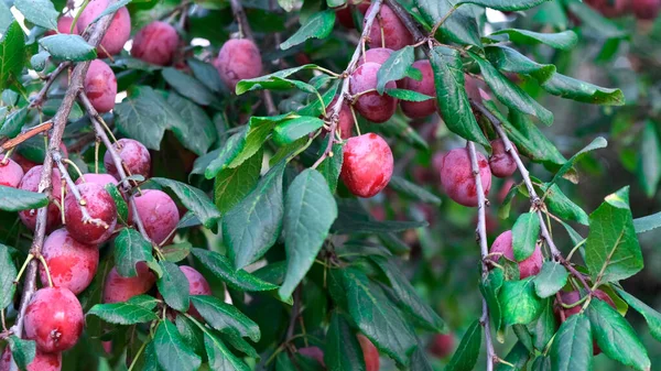 Hand zum Pflaumenpflücken vom Ast des Baumes. — Stockfoto