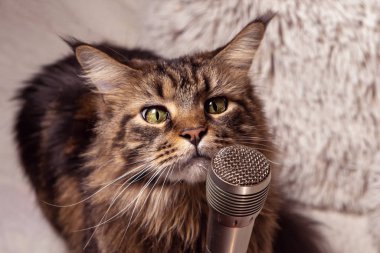 Cat and microphone. Funny maine coon cat singing a song