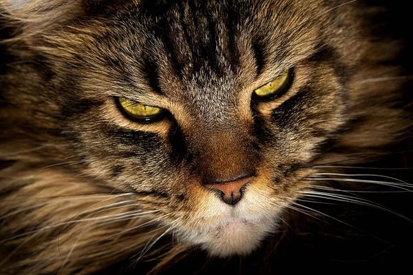 Portrait of a cat. Maine Coon with green eyes close-up — Stock Photo, Image