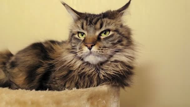 Portret van een prachtige maine coon kat met groene ogen, close-up — Stockvideo