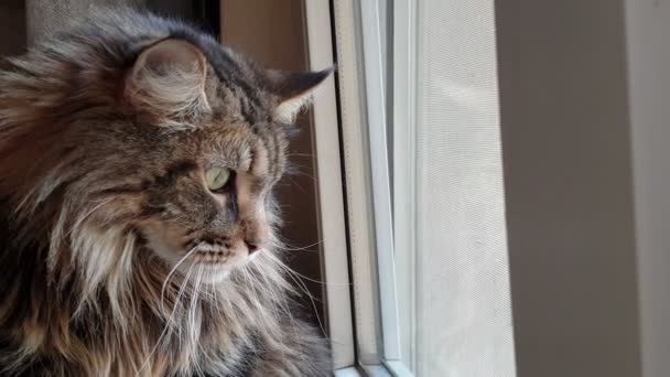 Mooie pluizige Maine Coon kat kijkt uit het raam — Stockvideo