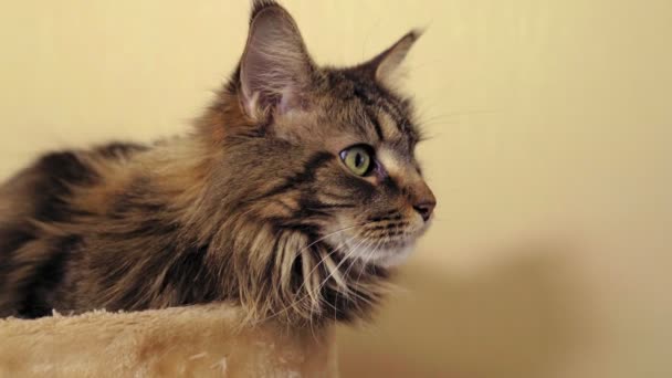 Портрет красивої кошеняти з зеленими очима, крупним планом — стокове відео
