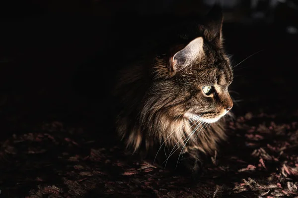 Portrait of a beautiful green-eyed cat at night