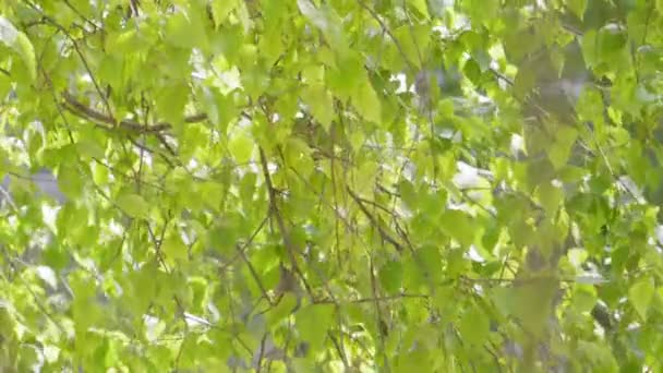 Крупним планом березове листя у вітряну погоду — стокове відео