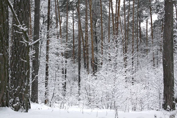 Χειμερινό δάσος με χιόνι — Φωτογραφία Αρχείου