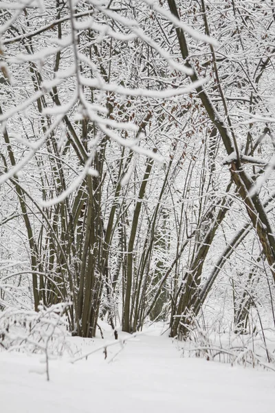 Зимний лес со снегом — стоковое фото