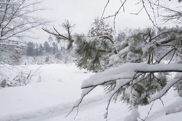 Зимний лес со снегом — стоковое фото