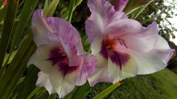 春の休日 春の風景 花の風景 花の風景 緑の葉と茎の間に紫色の白い繊細なグラジオラスの花 — ストック写真