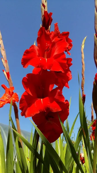 Frühlingsferien Frühlingslandschaft Blumenlandschaft Blumenlandschaft Leuchtend Rote Gladiolenblüten Vor Blauem Himmel — Stockfoto