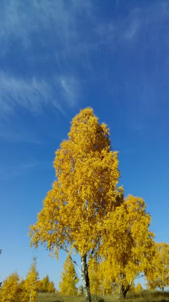 Hermoso Paisaje Otoñal Amarillo Árboles Dorados Contra Cielo Azul Buen —  Fotos de Stock