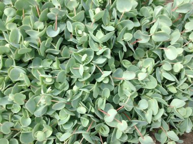 Bahar tatili - ilkbahar manzarası - çiçek manzarası - çiçek manzarası bir sürü yeşil yaprak, toprak örtüsü