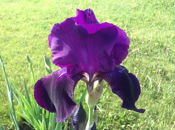 春の休日 春の風景 花の風景 春の風景 花の風景 大きな 大きな 美しい濃い紫色の虹彩は 庭の緑の草の背景に太陽の下で咲きます — ストック写真