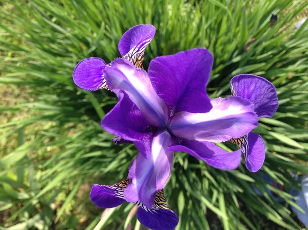 春の休日 春の風景 花の風景 夏に庭の緑の草の背景に大きな美しい紫色と白の虹彩の花を咲かせます — ストック写真