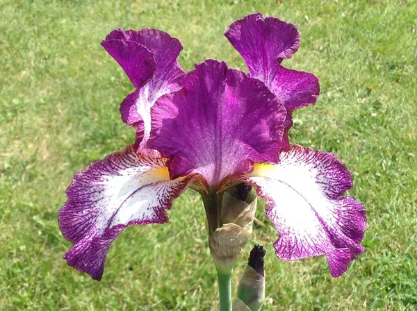 Frühlingsferien Frühlingslandschaft Blumenlandschaft Eine Große Schöne Lila Und Weiße Irisblume — Stockfoto
