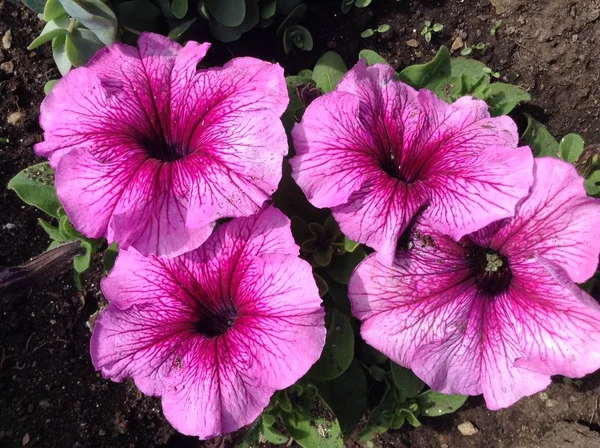 Roze Bloemen Roze Petunia Mooie Bloem — Stockfoto