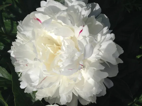 Spring holiday - spring landscape - flower landscape - A large beautiful white flower of double peony on a background of green leaves blooms in the garden in summer