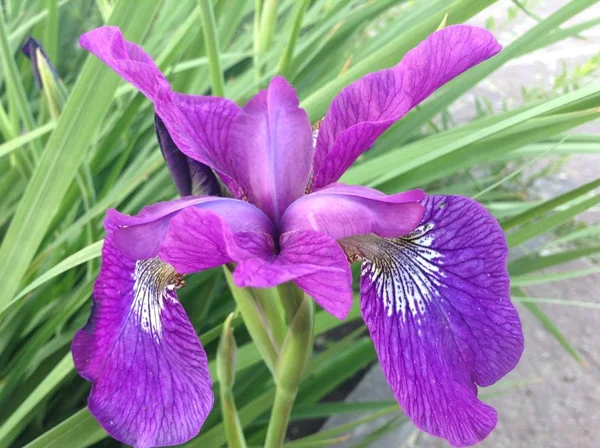 春の休日 春の風景 花の風景 夏に庭の緑の葉の背景に大きな美しい紫色の虹彩が成長し開花します — ストック写真