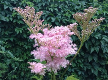 Güzel yumuşak pembe çiçek