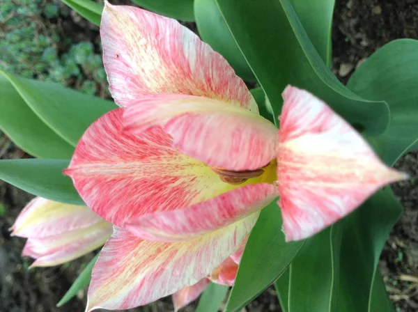 Frühlingsferien Frühlingslandschaft Blumenlandschaft Eine Große Schöne Rosa Und Gelbe Tulpenblume — Stockfoto