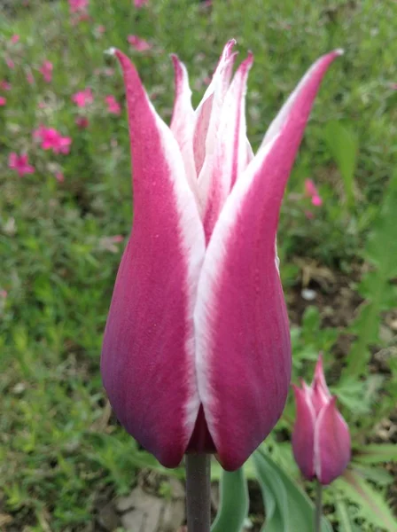 Wiosenne Wakacje Krajobraz Wiosenny Krajobraz Kwiatowy Duży Fioletowy Pączek Tulipanowy — Zdjęcie stockowe