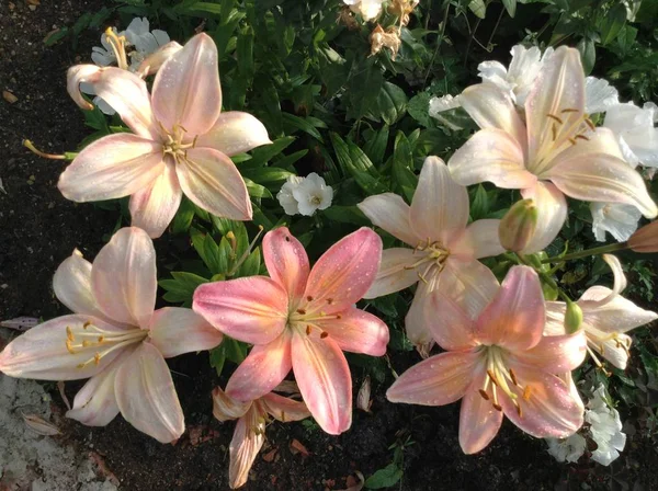 Frühlingsferien Frühlingslandschaft Blumenlandschaft Ein Paar Zartrosa Lilien Blühen Sommer Auf — Stockfoto