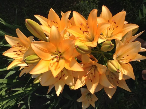 Frühlingsferien Frühlingslandschaft Blumenlandschaft Viele Leuchtend Gelbe Orangefarbene Lilien Blühen Auf — Stockfoto