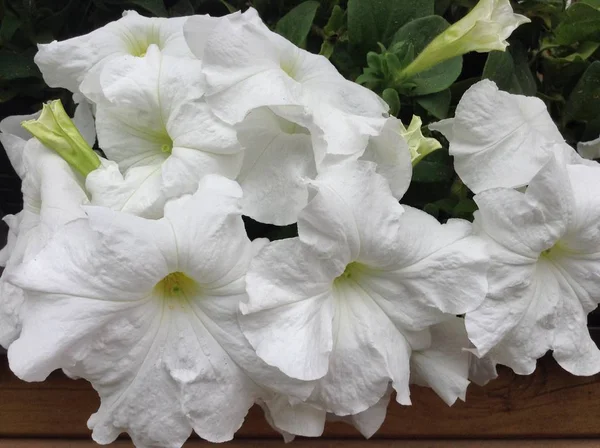 Voorjaarsvakantie Voorjaarslandschap Bloemenlandschap Verschillende Grote Witte Petunia Bloemen Een Pot — Stockfoto